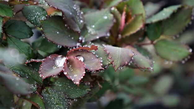 Photo close-up of wet plant