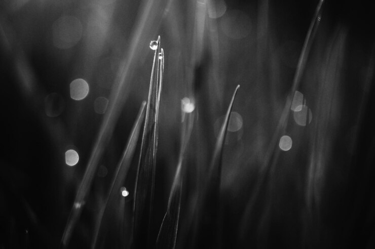 Photo close-up of wet plant