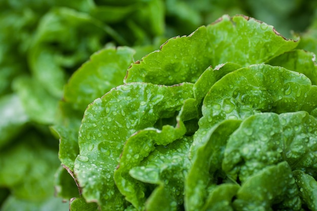 Photo close-up of wet plant