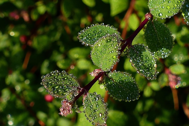 Photo close-up of wet plant