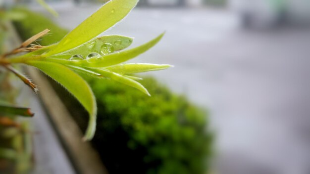 Photo close-up of wet plant