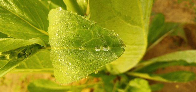 Photo close-up of wet plant