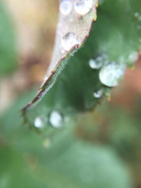 Photo close-up of wet plant