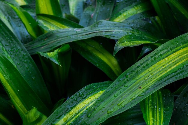 Close-up of wet plant