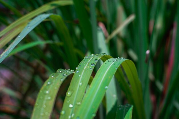 Close-up of wet plant