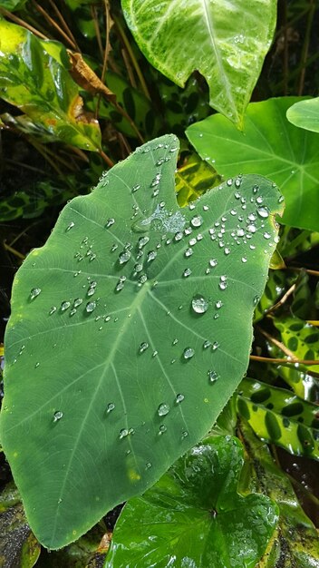 Close-up of wet plant