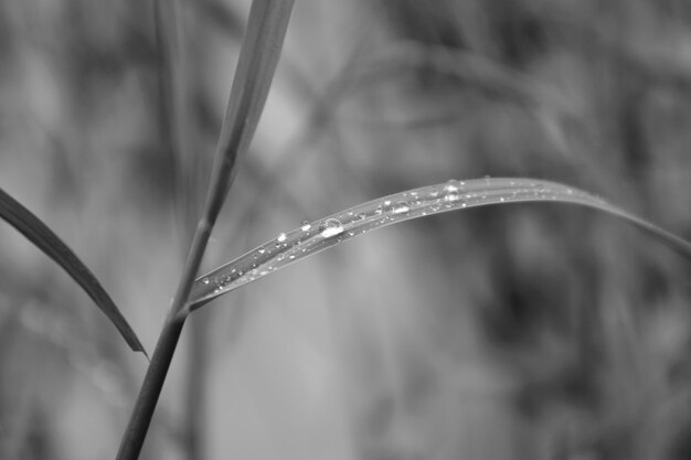 Close-up of wet plant