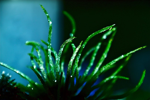 Photo close-up of wet plant