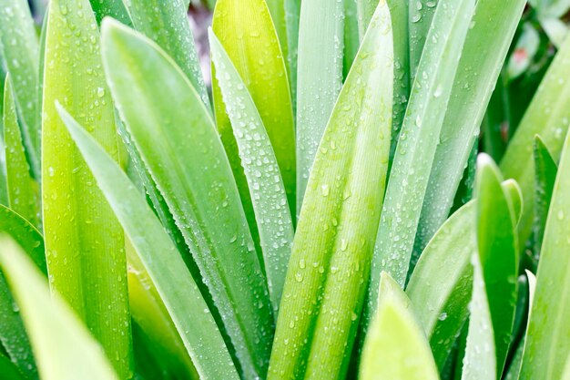 Close-up of wet plant