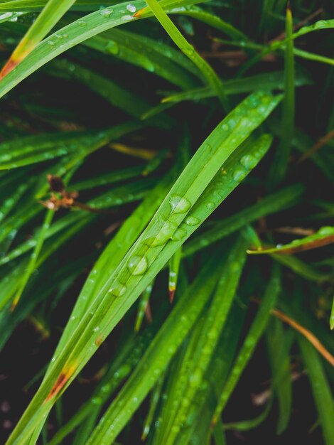 Close-up of wet plant