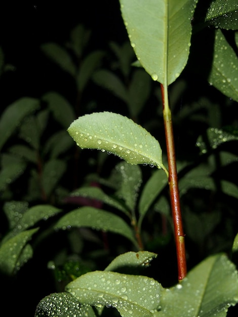 Foto prossimo piano dell'impianto umido