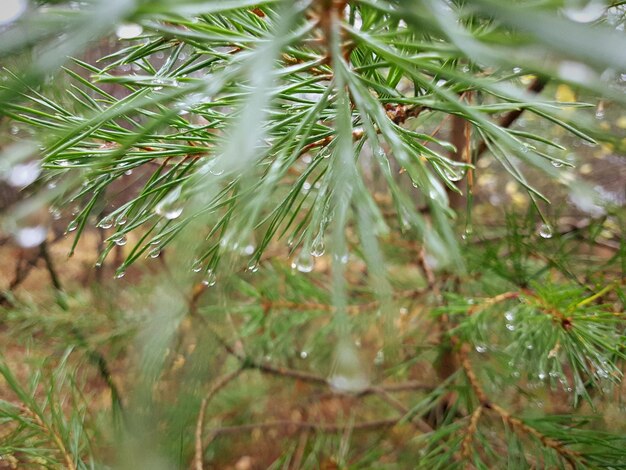 Photo close-up of wet plant