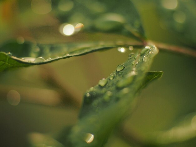 Photo close-up of wet plant