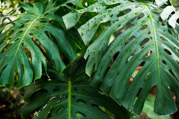 Close-up of wet plant