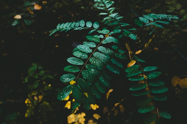 Photo close-up of wet plant