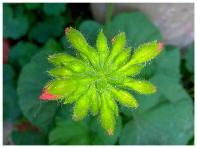 Close-up of wet plant