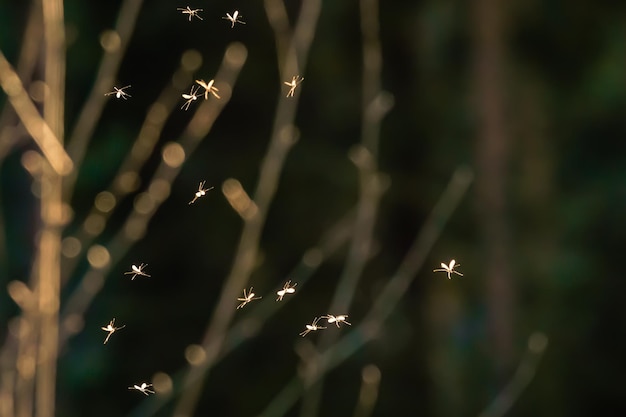 Close-up of wet plant