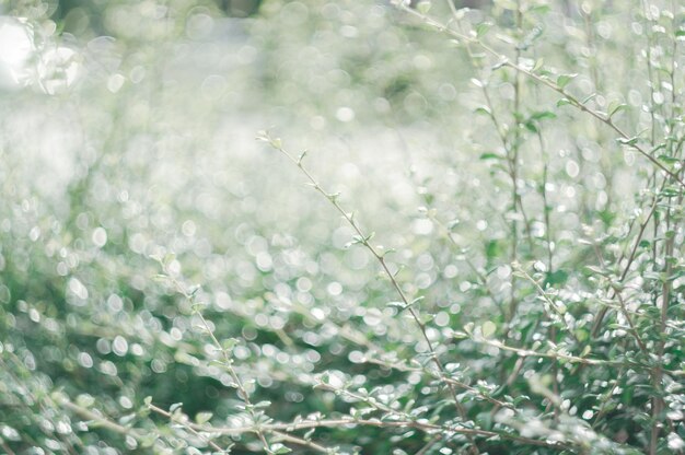 Photo close-up of wet plant