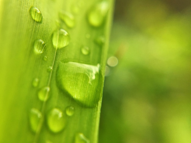 湿った植物のクローズアップ