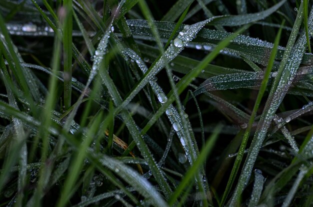 Photo close-up of wet plants during rainy season