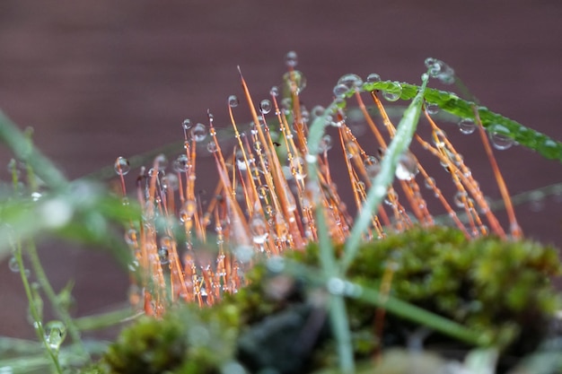 Foto close-up di piante umide durante la stagione delle piogge