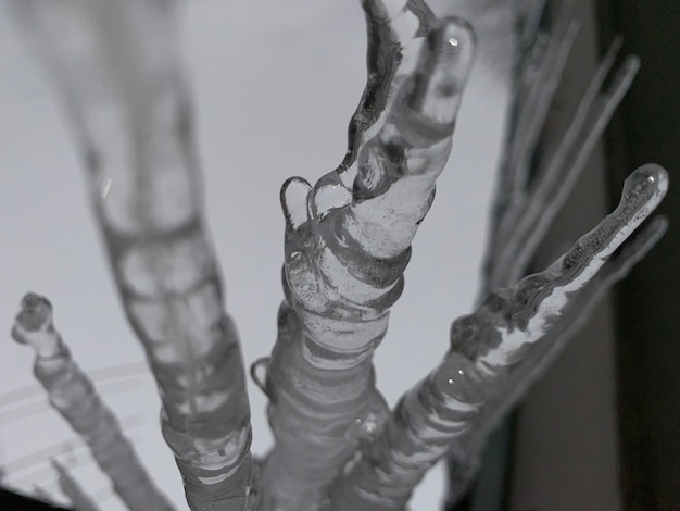 Photo close-up of wet plants during winter