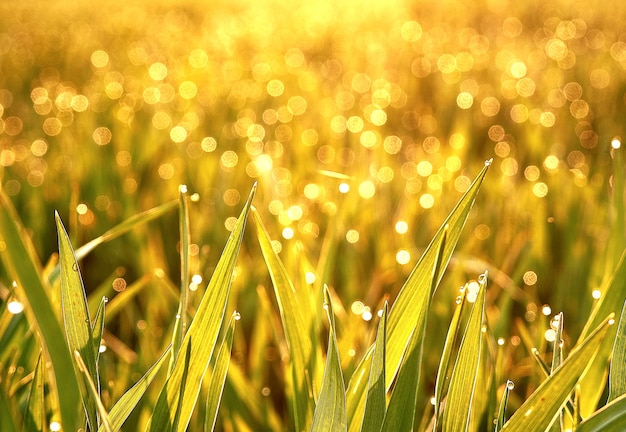 Photo close-up of wet plants on field during rainy season