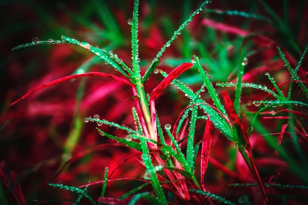 フィールドの湿った植物のクローズアップ