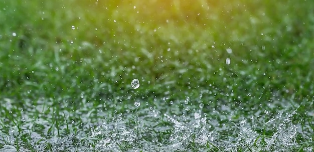 Photo close-up of wet plants on field