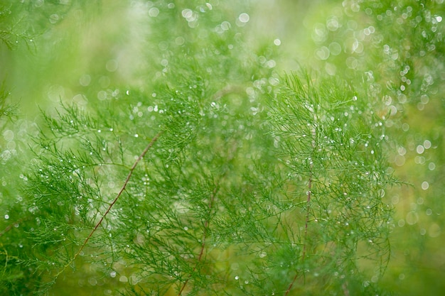 Photo close-up of wet plants on field