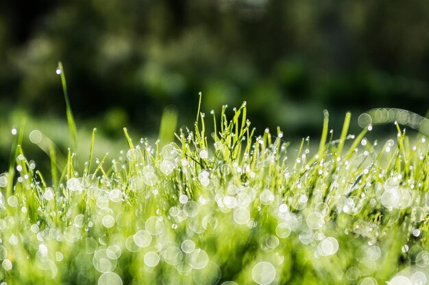 畑の湿った植物のクローズアップ