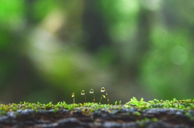 Close-up of wet plants growing on field