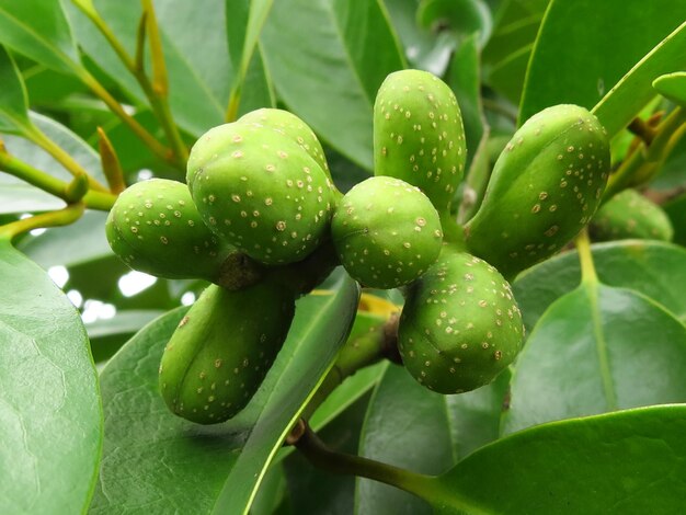 Close-up of wet plants growing on tree