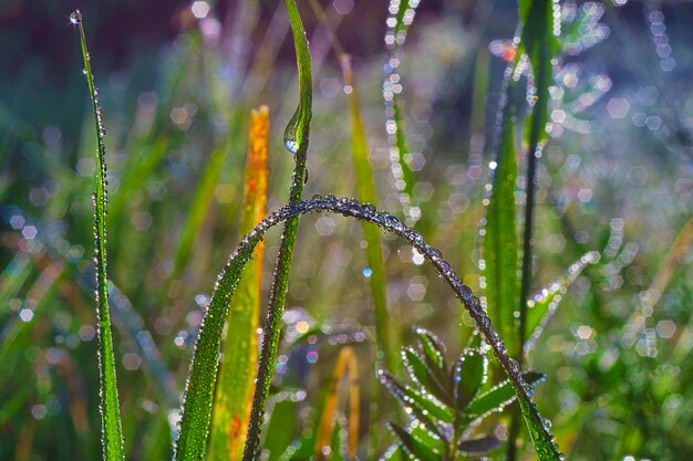 雨季の湿った植物のクローズアップ