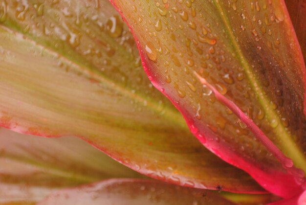 Photo close-up of wet plants