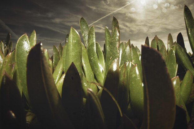 Photo close-up of wet plants