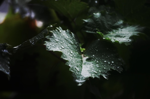 Photo close-up of wet plants