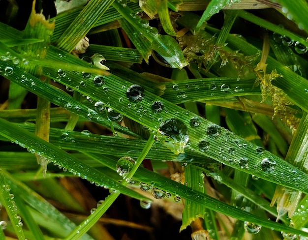 Photo close-up of wet plants