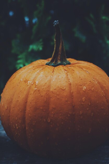 Close-up of wet pumpkin on table