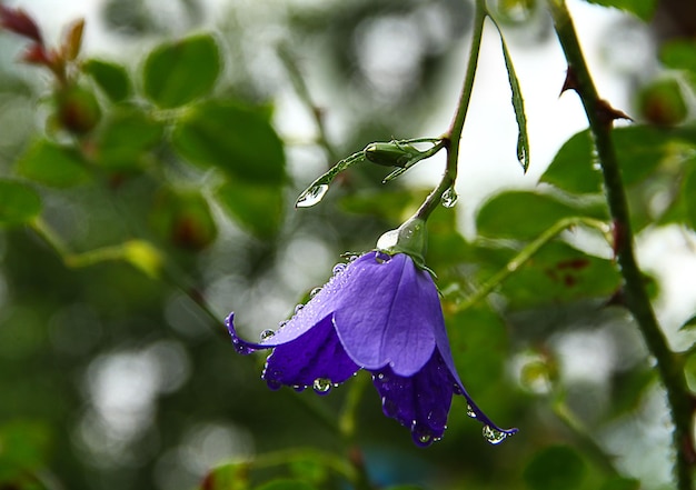 Foto close-up di un fiore viola bagnato che fiorisce all'aperto