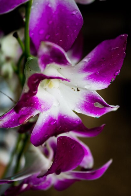 Close-up of wet purple flower blooming outdoors