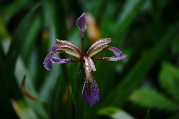 Foto close-up di un fiore viola bagnato che fiorisce all'aperto