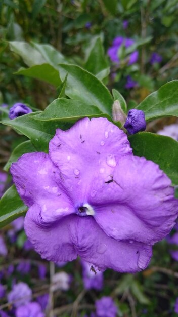 Close-up of wet purple flower blooming outdoors