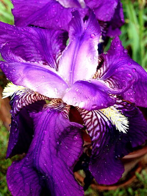 Foto close-up di un fiore viola bagnato in fiore nel parco