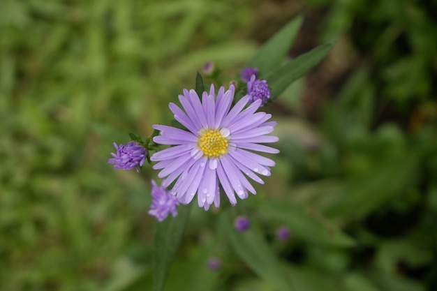 Close up wet purple flower, top view