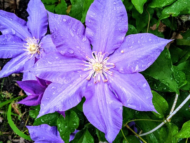 Close-up of wet purple flower