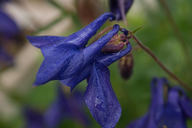 Photo close-up of wet purple flower