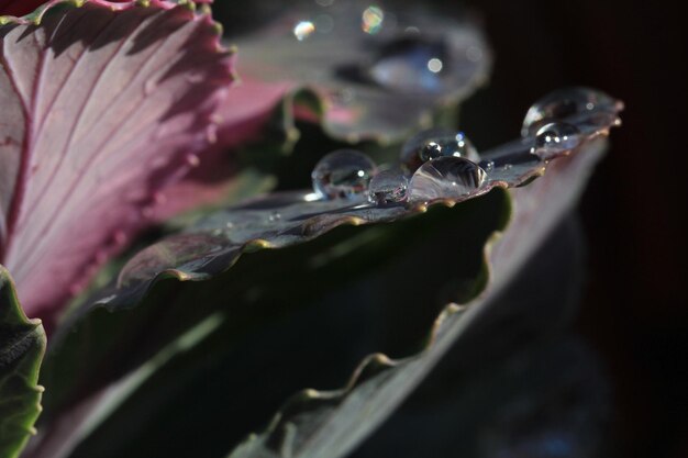 Photo close-up of wet purple flower