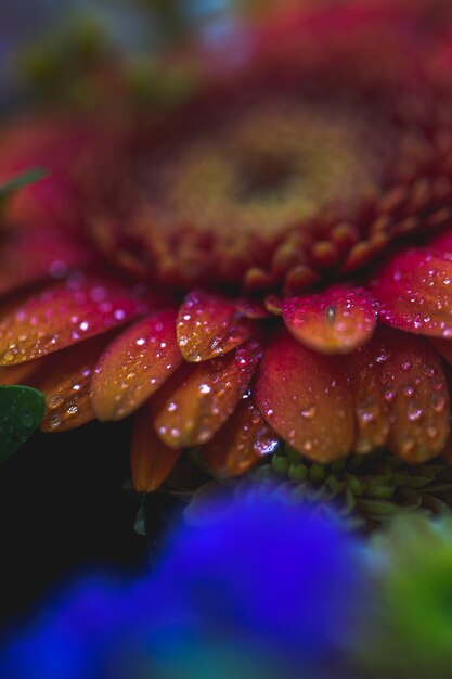 Foto close-up di un fiore viola bagnato