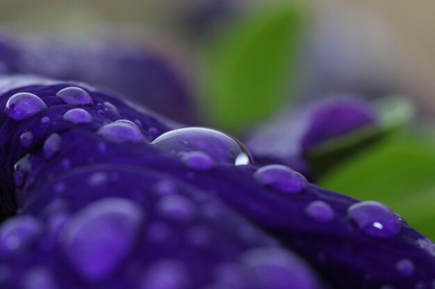 Close-up of wet purple flower